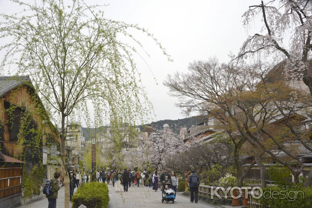 春の祇園白川
