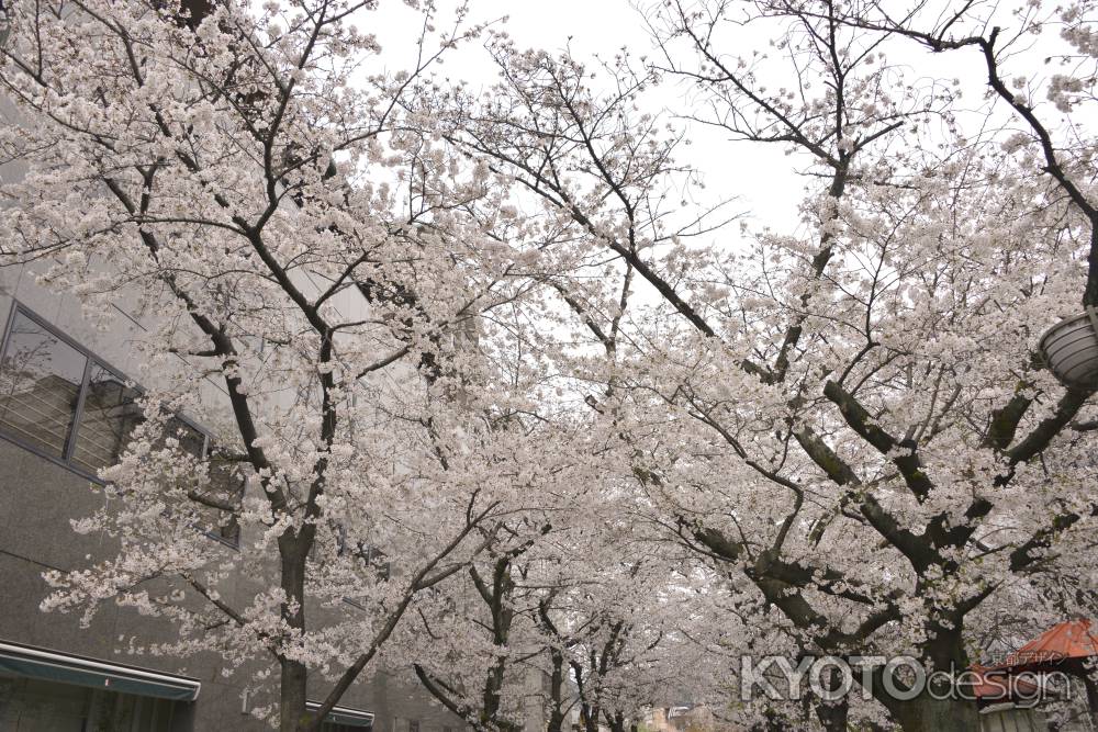 大和大路白川の桜
