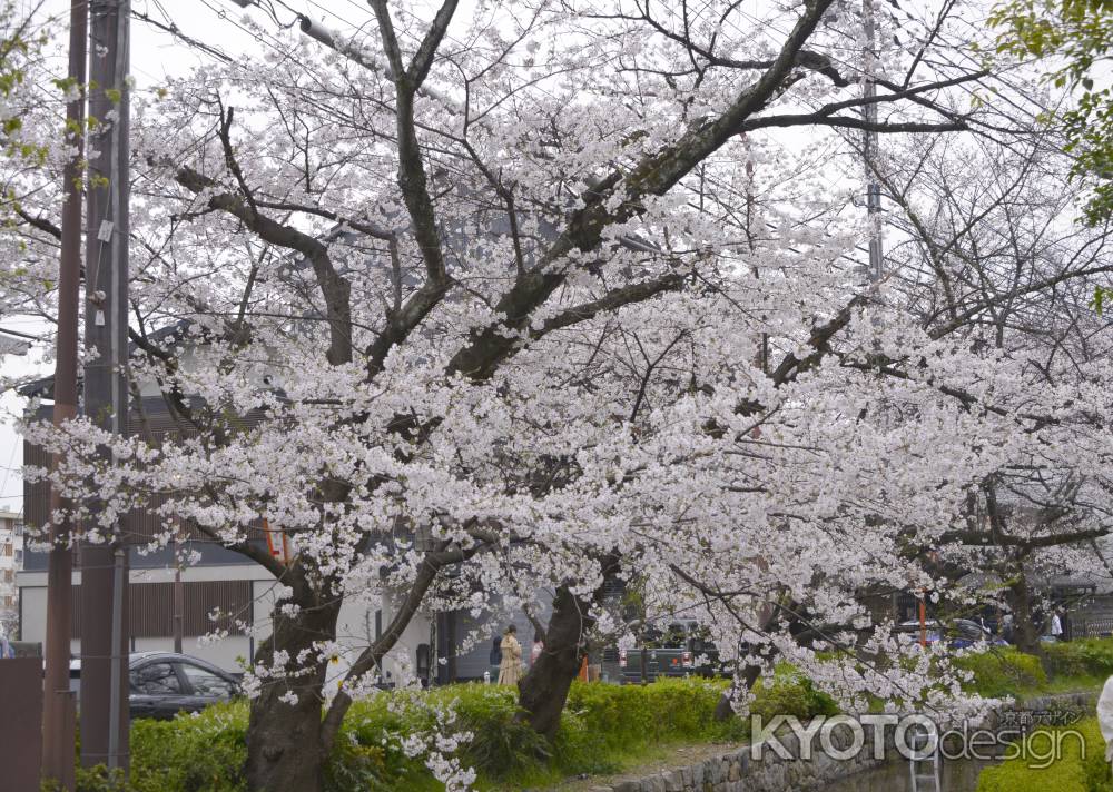 木屋町　高瀬川に咲く桜