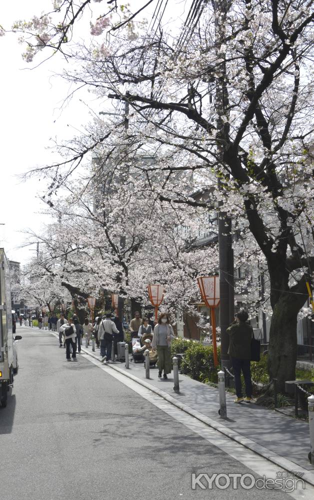木屋町　桜道