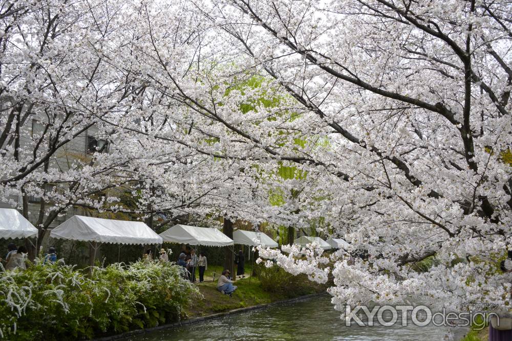 桜色に包まれて