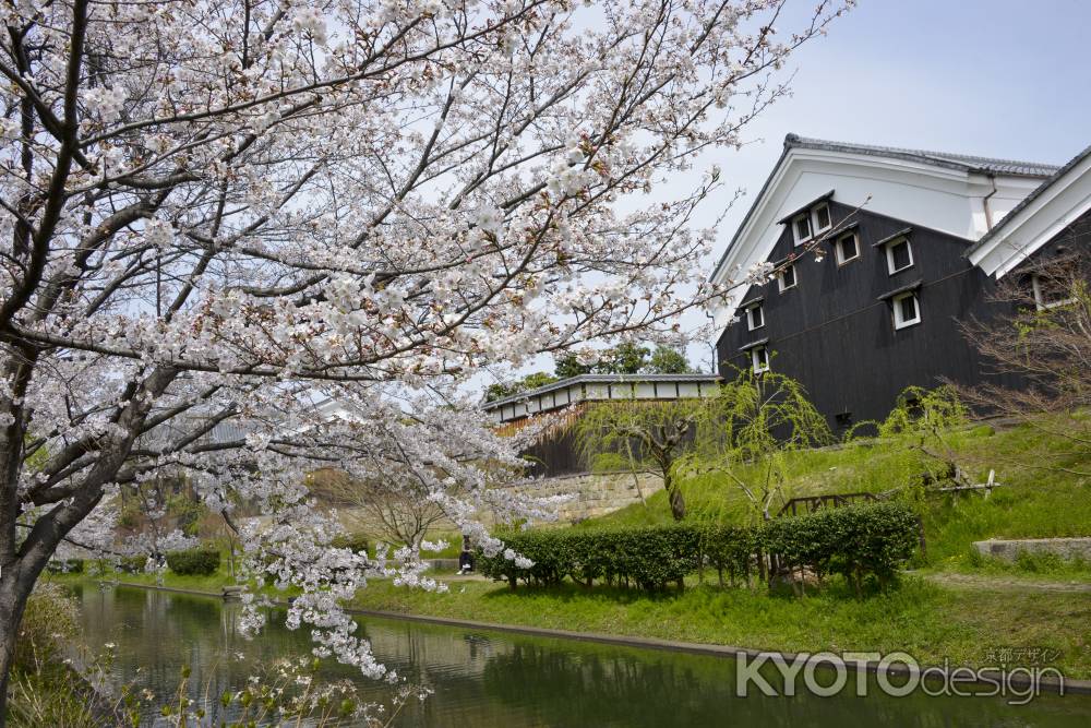 酒蔵と桜