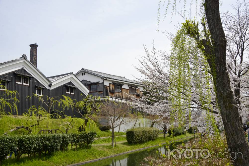 酒蔵に映える桜