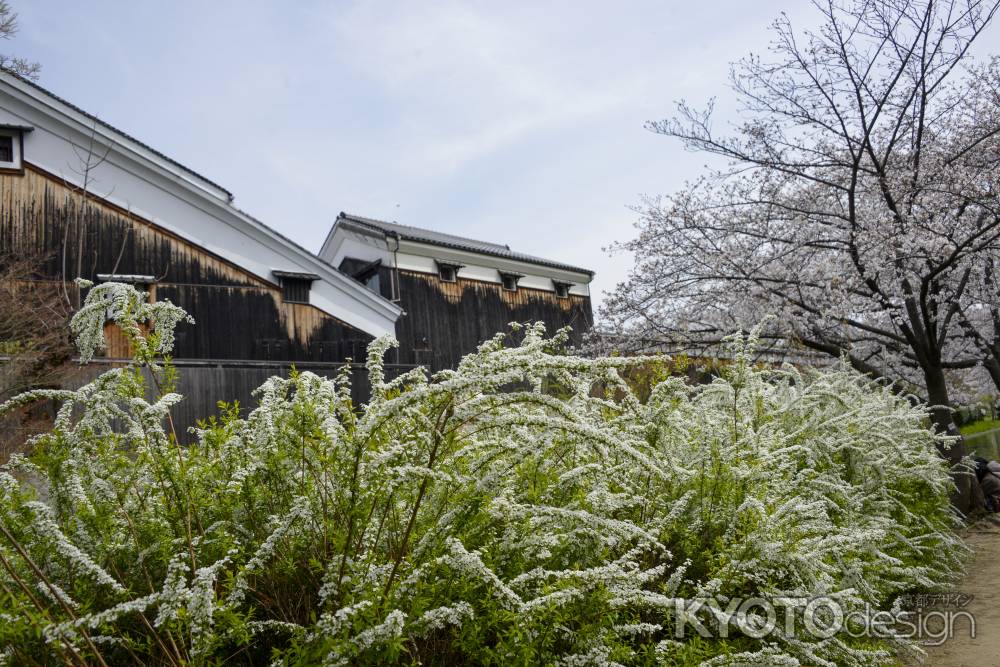 酒蔵とユキヤナギ