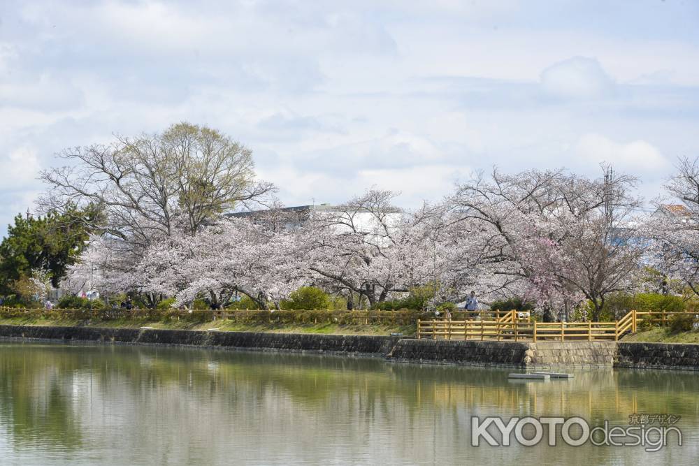 桜の八条ヶ池