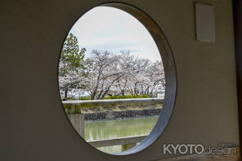 丸窓からの桜