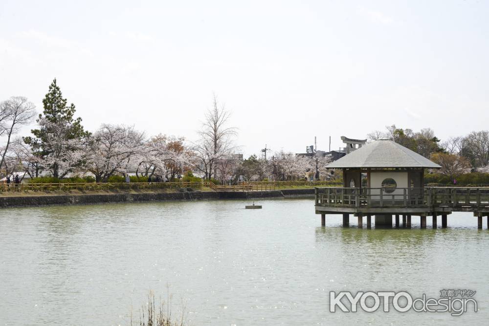 桜に包まれる八条ヶ池