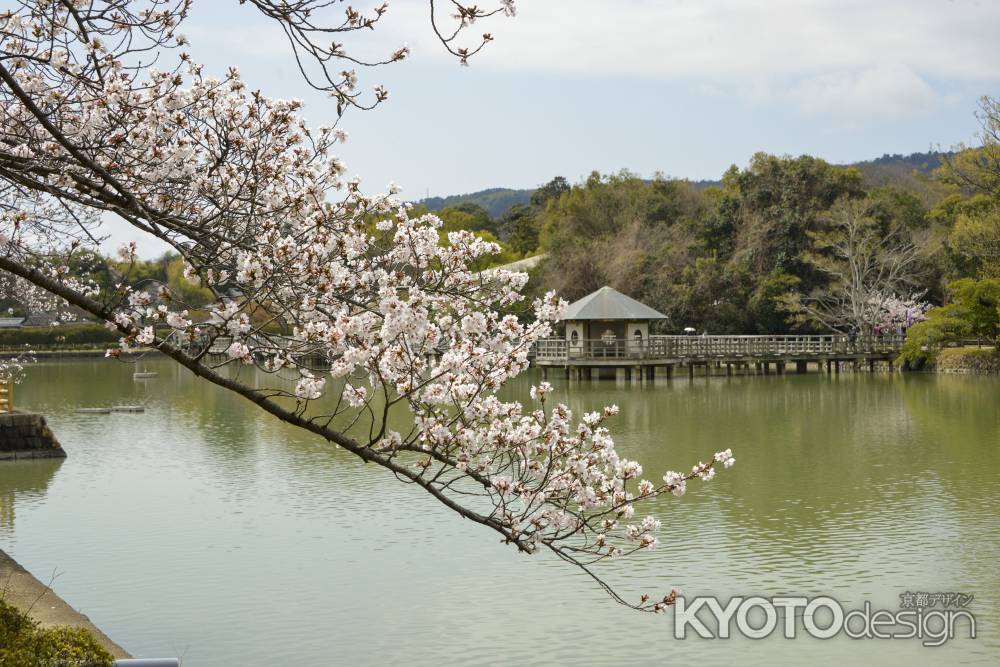 池にしな垂れる桜