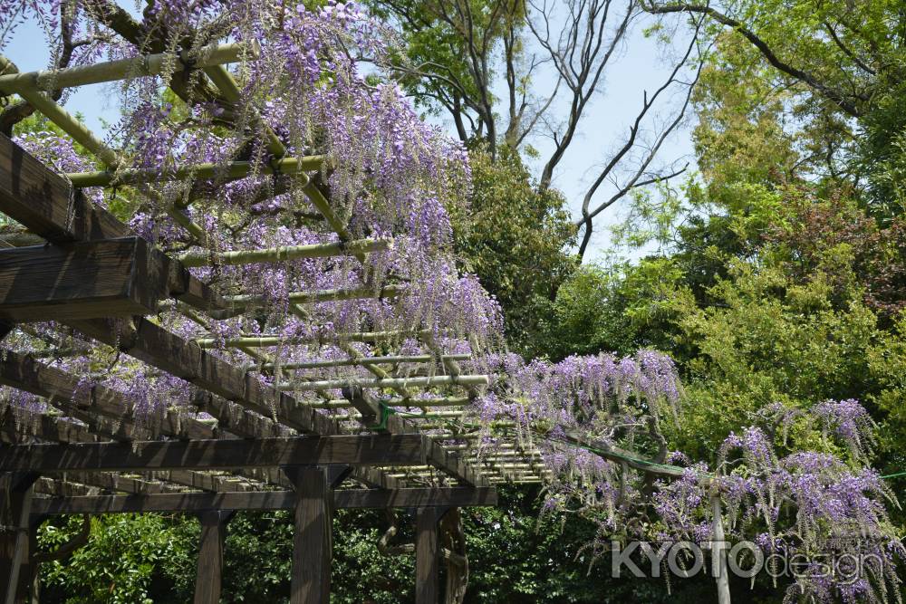 鳥羽のナガフジ