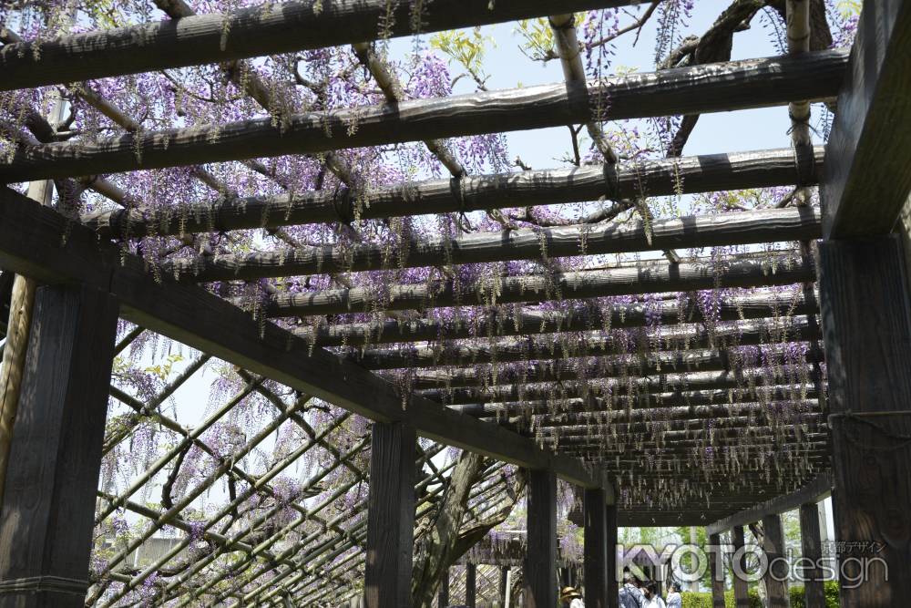 鳥羽の藤棚