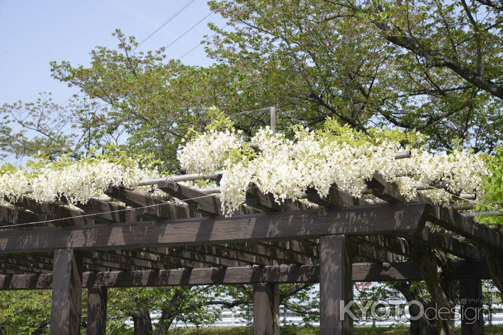 鳥羽のシロバナフジ