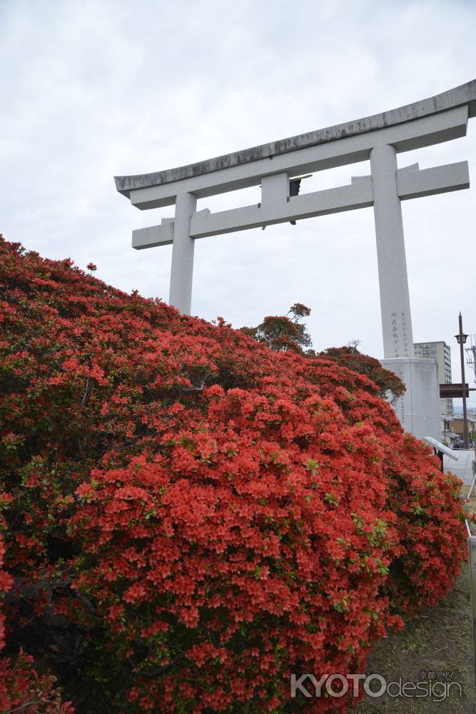 鳥居と霧島つつじ