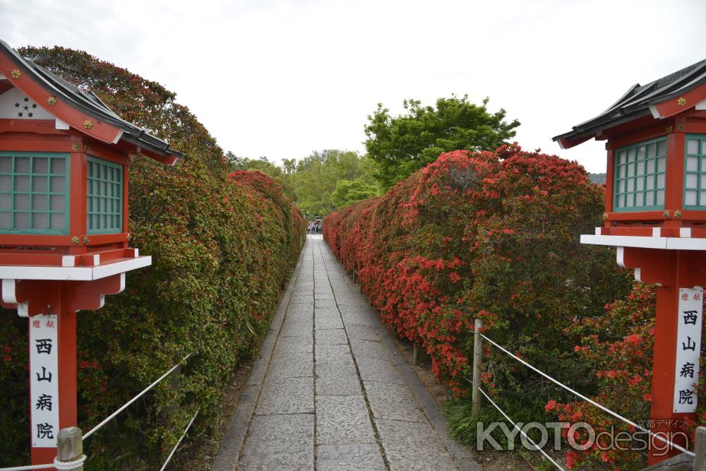 霧島つつじの参道