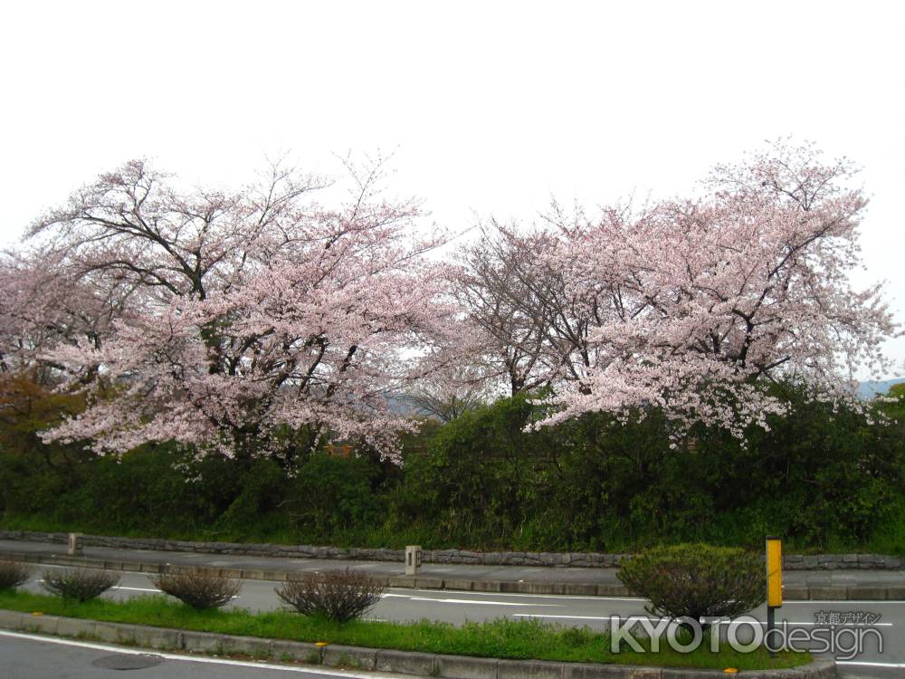 道沿いの桜並木