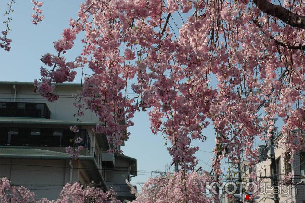 下から見上げる枝垂れ桜