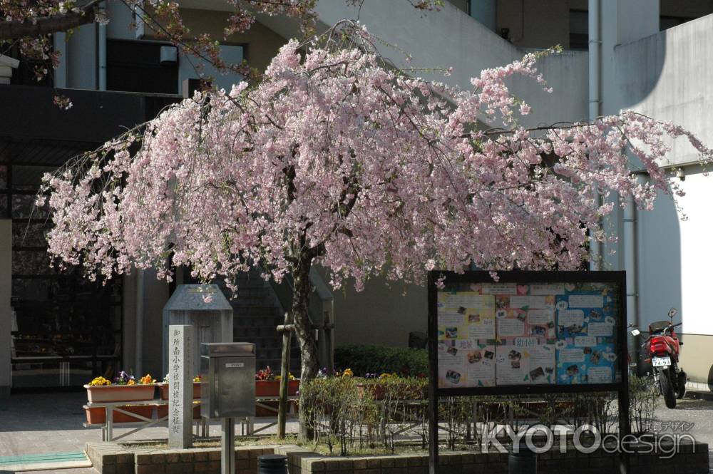 小学校に咲く枝垂れ桜
