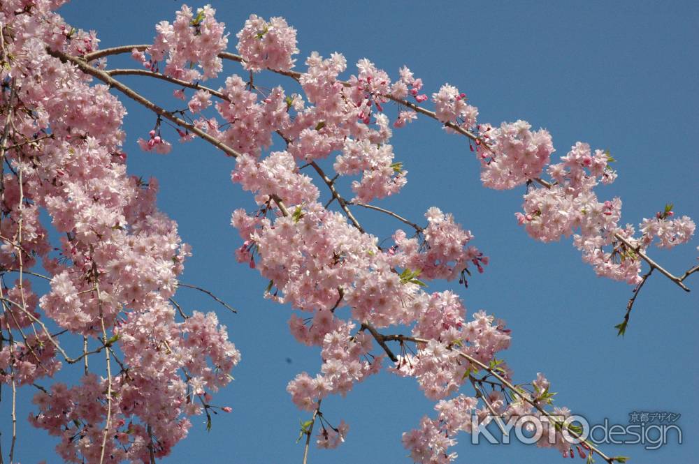 青空と桜