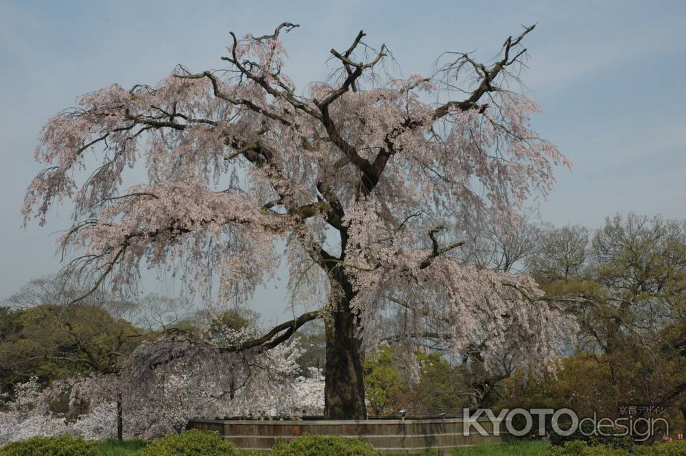円山公園の枝垂れ桜