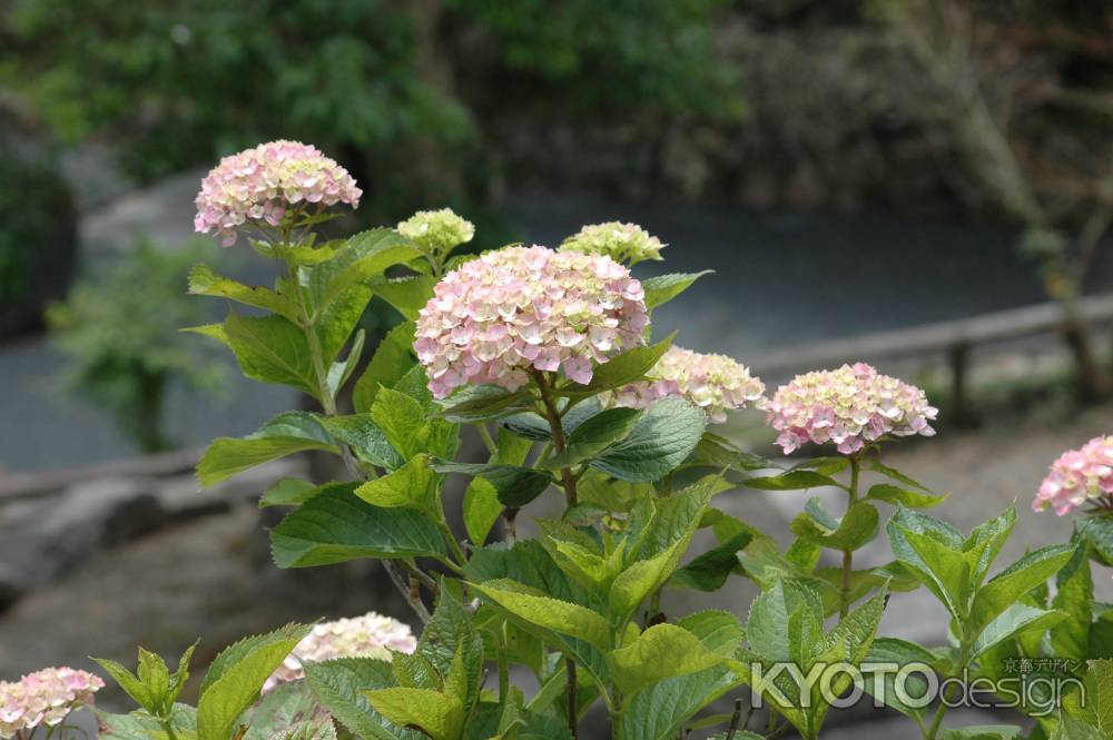 柳谷観音 うすピンクの紫陽花