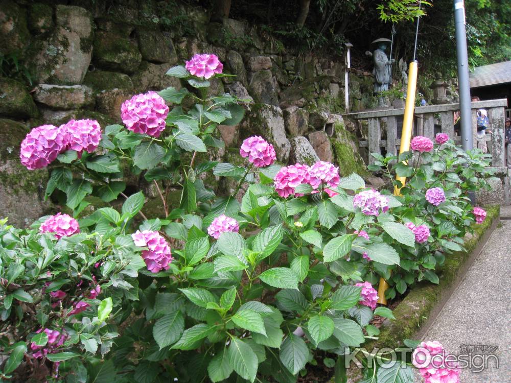 柳谷観音 あじさいまつり