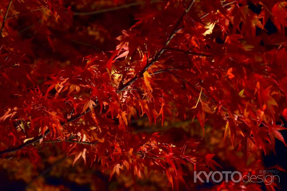 夜の紅葉
