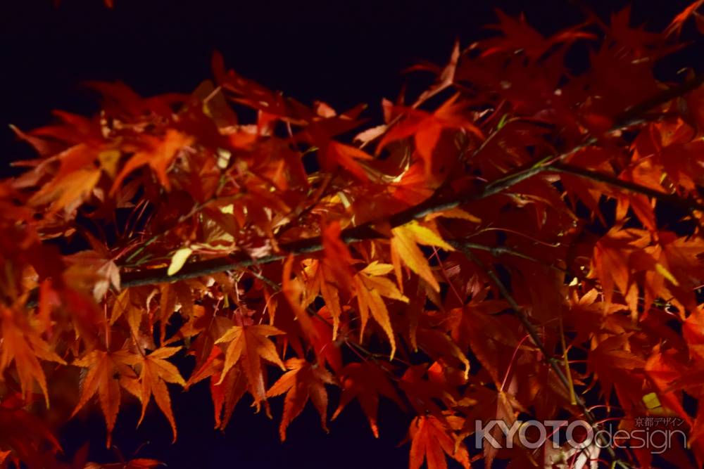 平等院鳳凰堂のもみじ