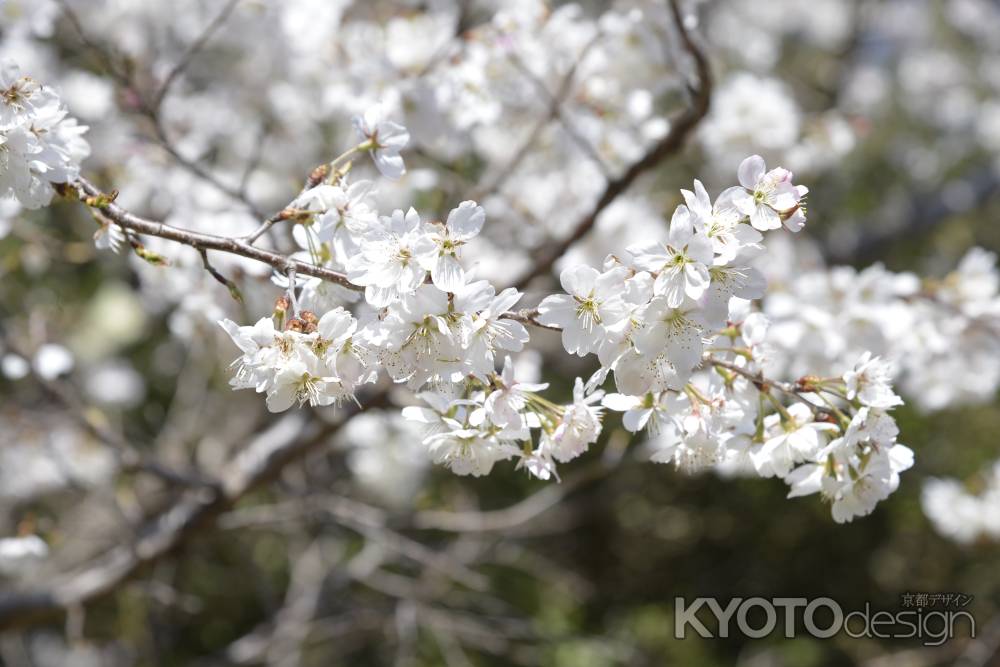 京都府立植物園の桜１　2018