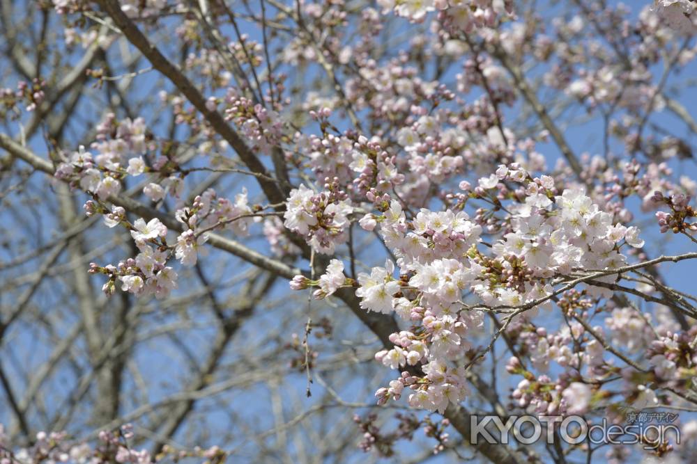 京都府立植物園 2018桜10
