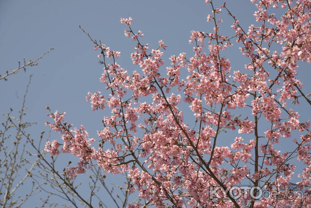 京都府立植物園 2018桜11