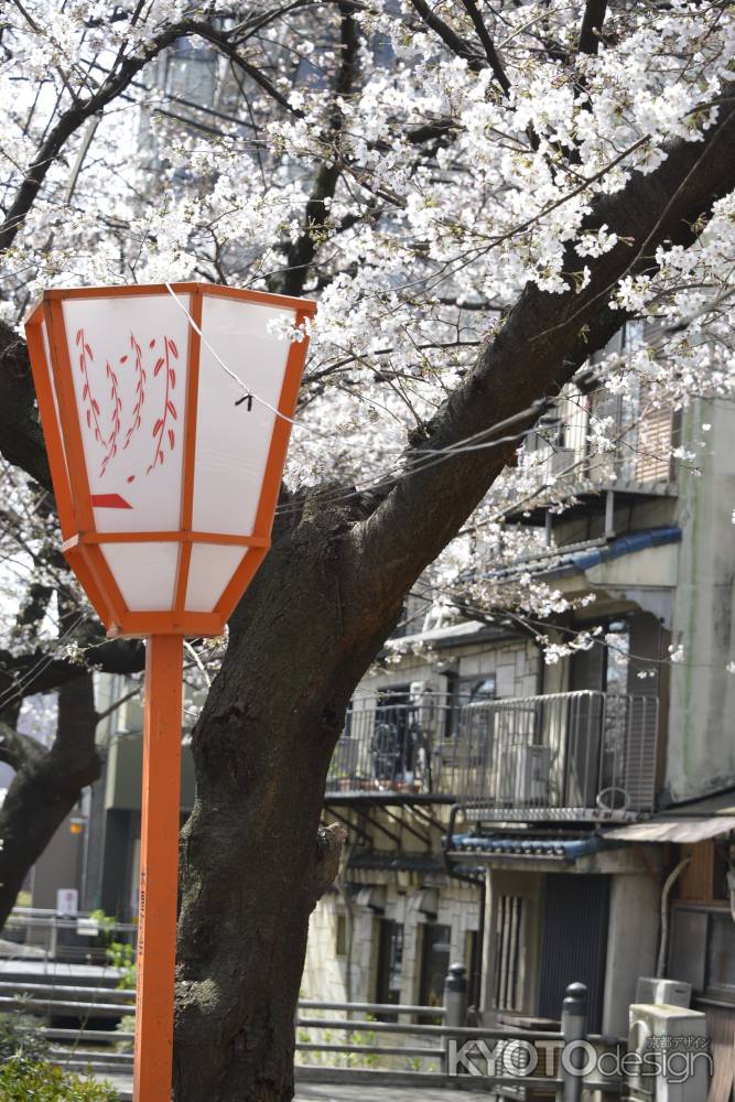 高瀬川　桜と灯篭1