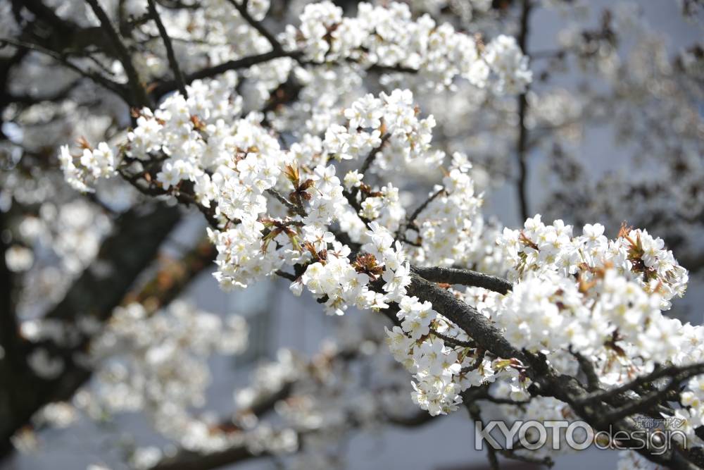 祇園白川　桜12