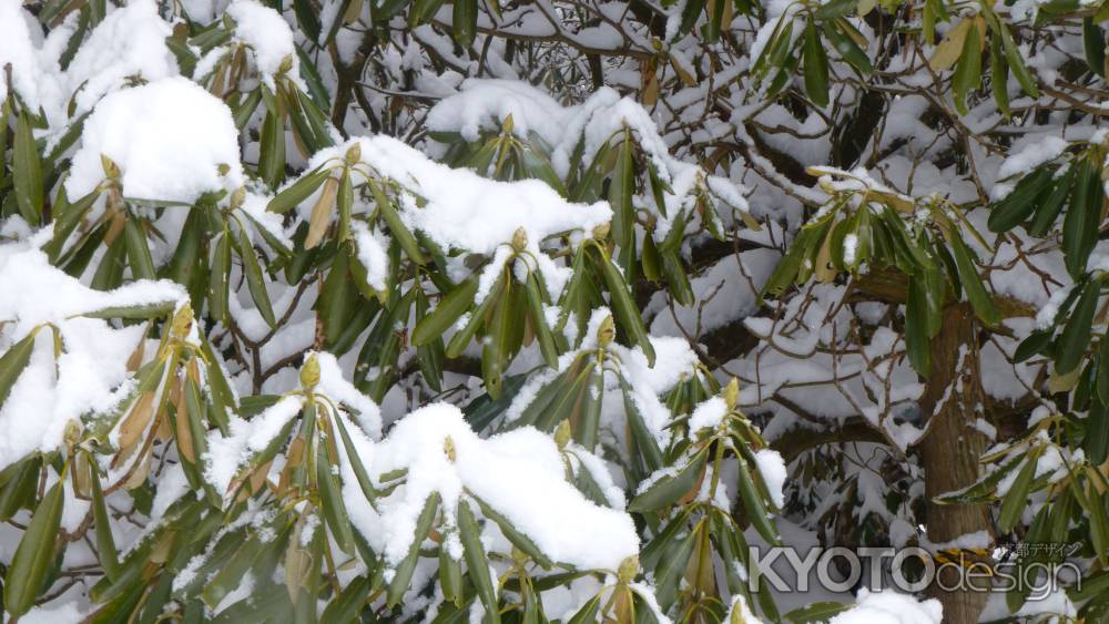 京都愛宕「月輪寺」風景6