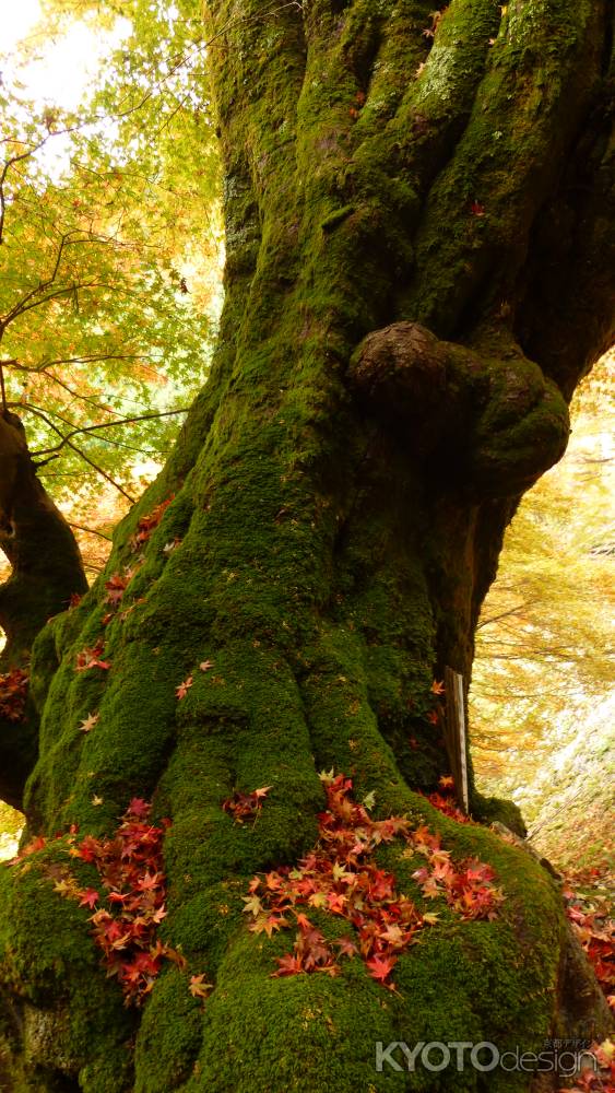 京都愛宕「月輪寺」秋の風景②子宝もみじ