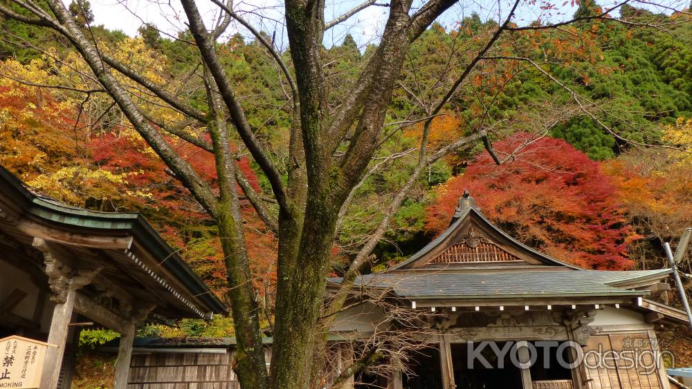 京都愛宕「月輪寺」秋の風景③本堂