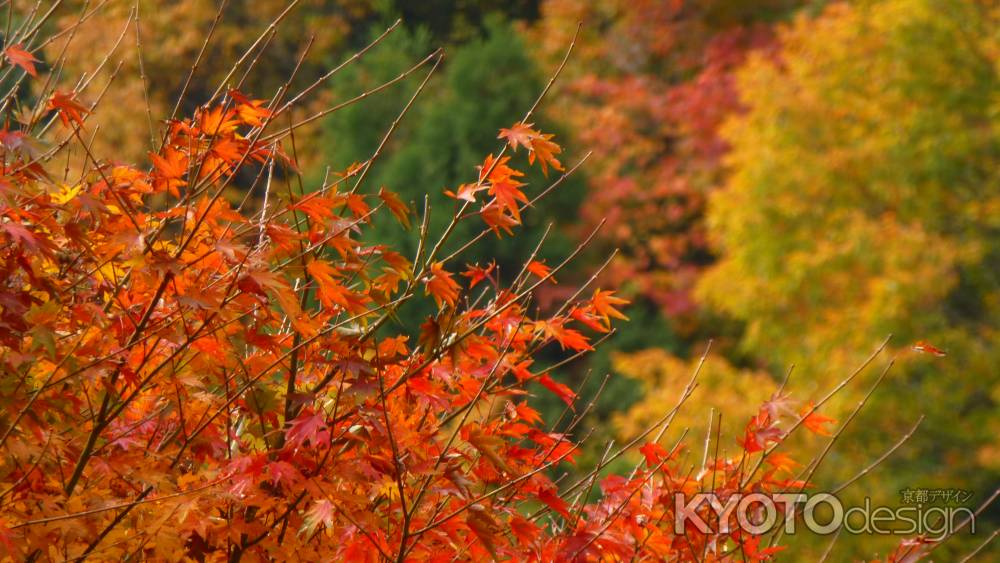 京都愛宕「月輪寺」秋の風景④山もみじ