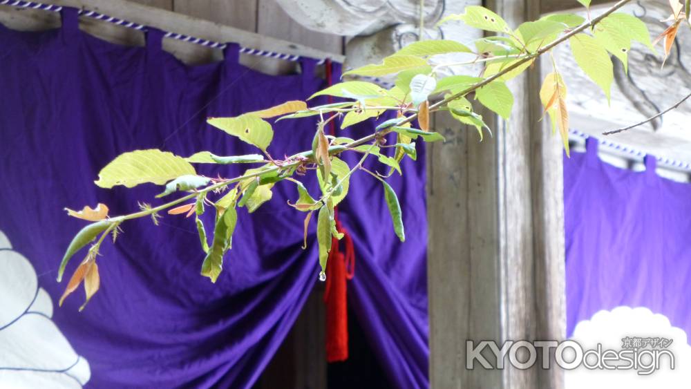 平安仏教伝承の聖地 愛宕山麓 月輪寺 時雨桜