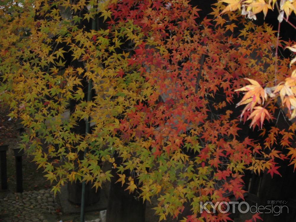 紅葉の清水寺