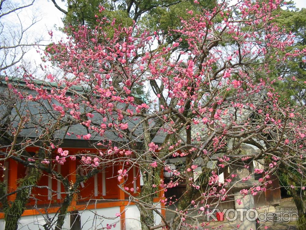 北野天満宮の紅梅
