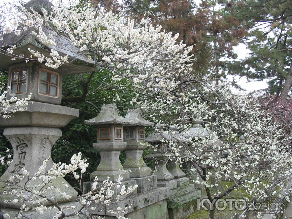 白梅と石灯ろう