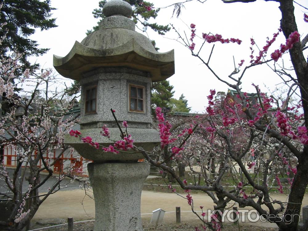 北野天満宮の梅と桜
