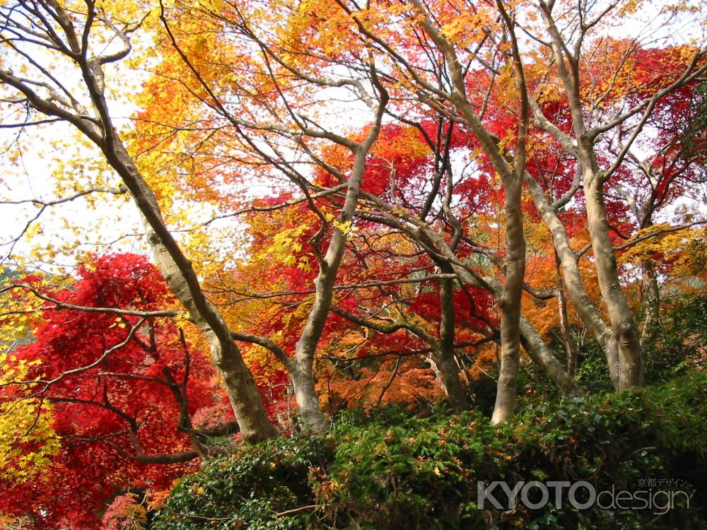 善峯寺の紅葉