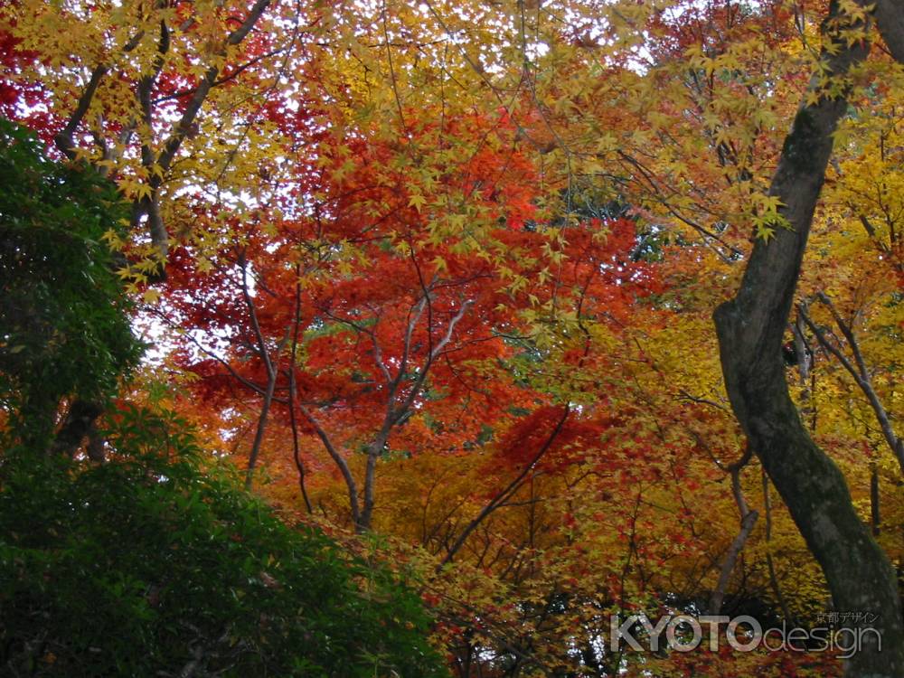 大覚寺の紅葉