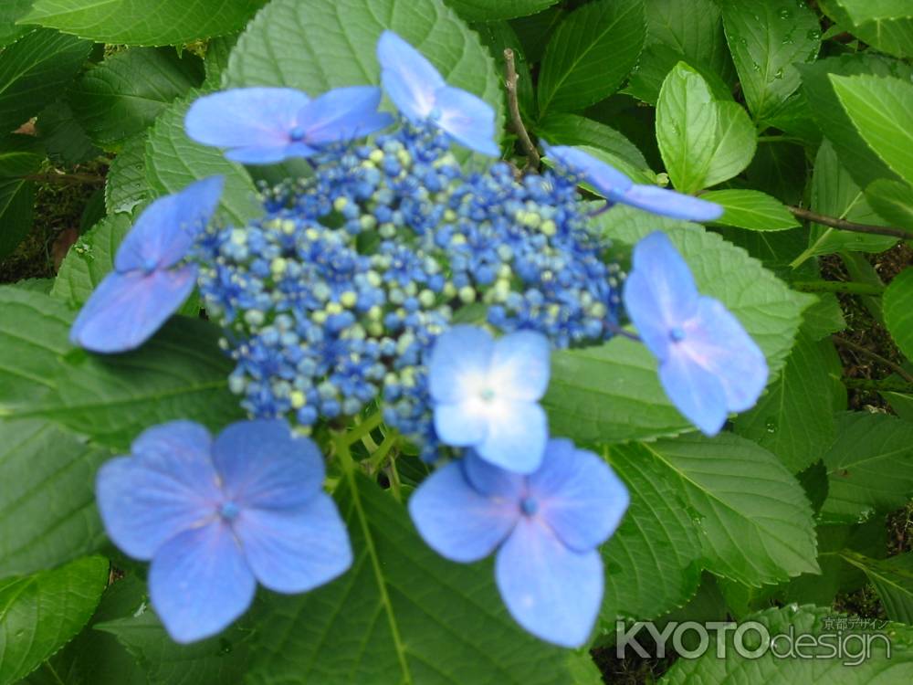 青のがくあじさい