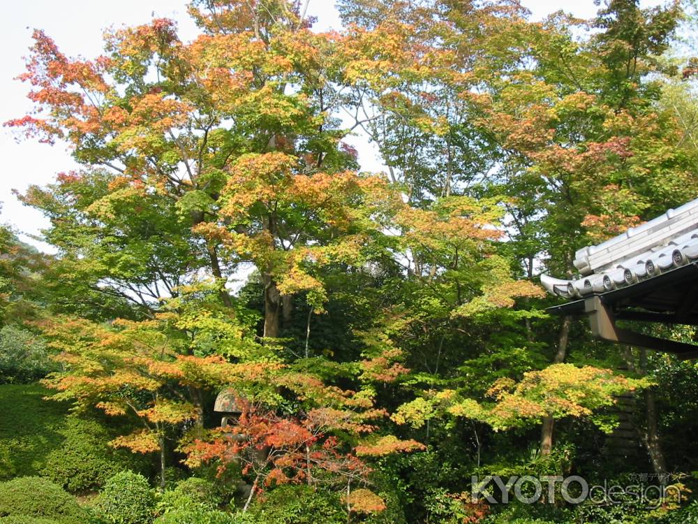 光悦寺 高低の紅葉