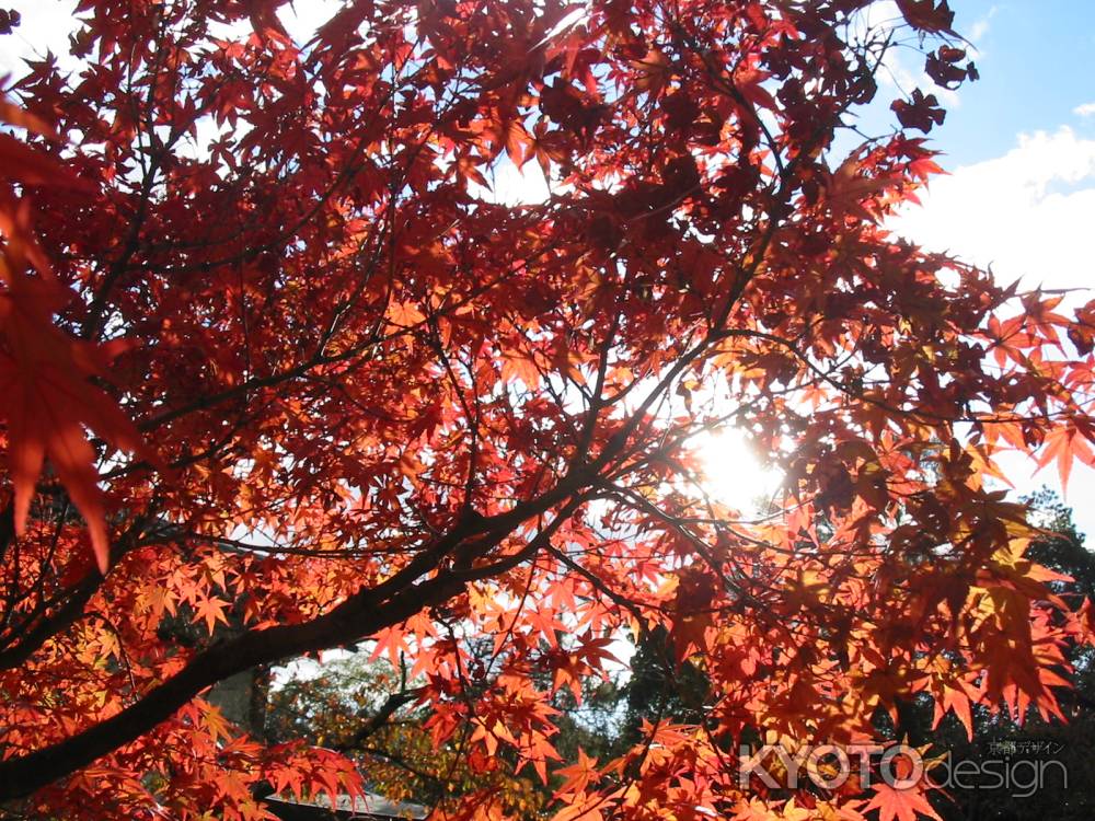 秋晴れの下 真っ赤な紅葉