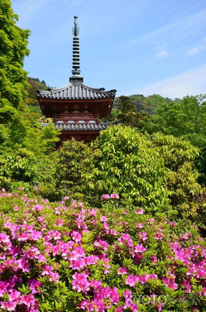 西国十番彩るつつじ