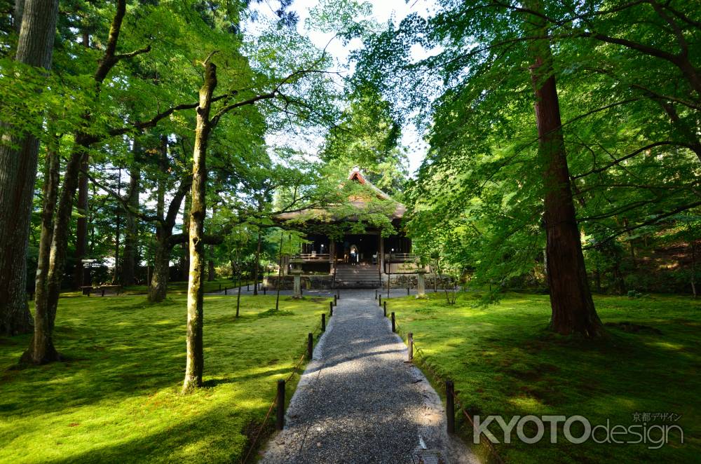 午後の木洩れ日