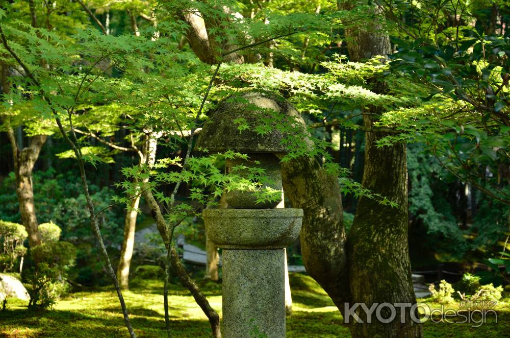 緑に沁みる水の琴