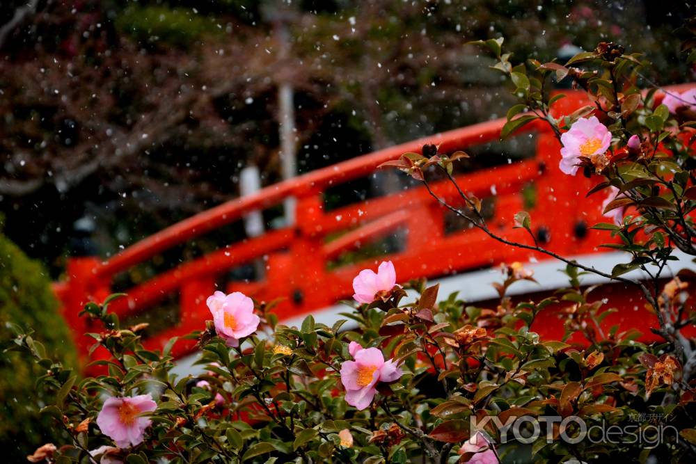 白雪と御池の花