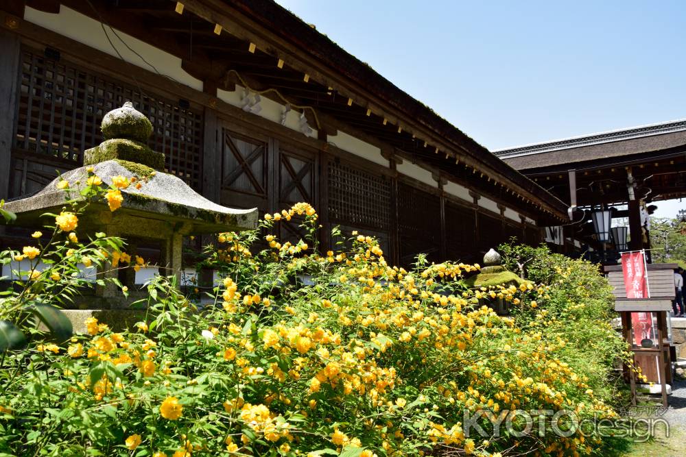 松尾山、八重の春色